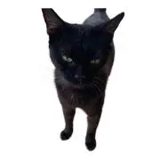 黒猫ロック