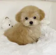めーちん