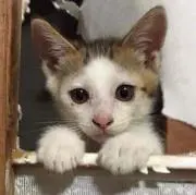 おりみか