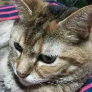 powawaの画像