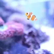 ぽちの画像