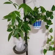 ちょこの画像