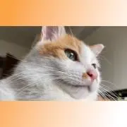nickん