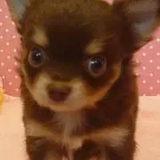 きゃっぴー
