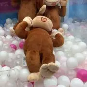 のんの画像