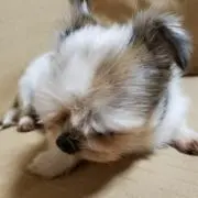 erio*の画像