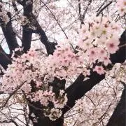 せいちゃん