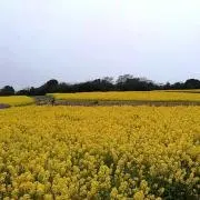 あや