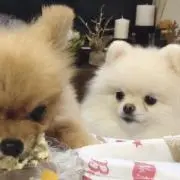えんむ