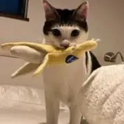 バニラアイスの画像