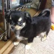 こた