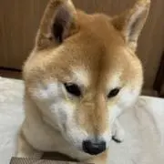 おもちの画像
