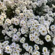 ハンチの画像