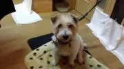 アンリ