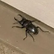 カブトムシ