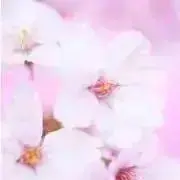 k43255の画像