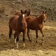 farrier11