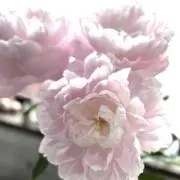 samia⭐︎即購入歓迎！の画像