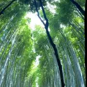 WAの画像