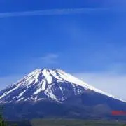 さくらの画像