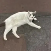 はちの画像