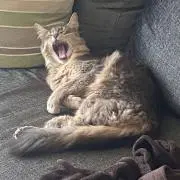 miroの画像