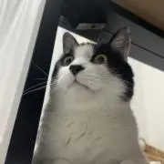 ネコ達磨の画像