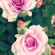 りこの画像