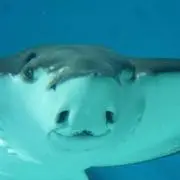 ジャス