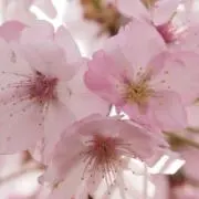 Sakura Hanaの画像