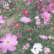 monの画像
