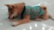はちの画像