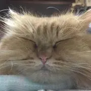 ぶるとんの画像
