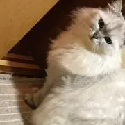 さんたまりありゅーぴー