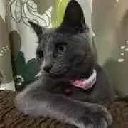 すーママ