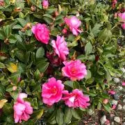 そぼろの画像