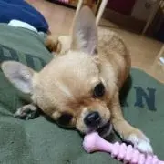 空豆助