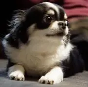 るう