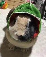 ふんぐら