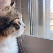あんの画像