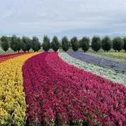 moyasiの画像