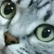 ぽんぴーの画像