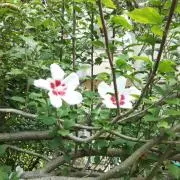 白いのらくろの画像