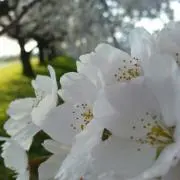 みーこの画像