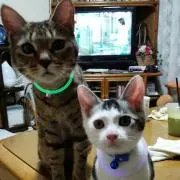 かとけ