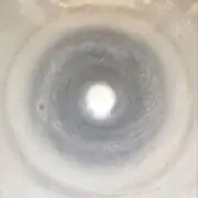 ぴよの画像