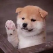 ばうばう