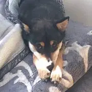 mame Kuroの画像