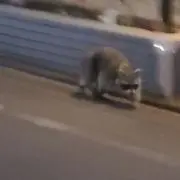 ドンフィの画像