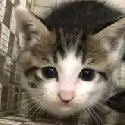 グレーの画像